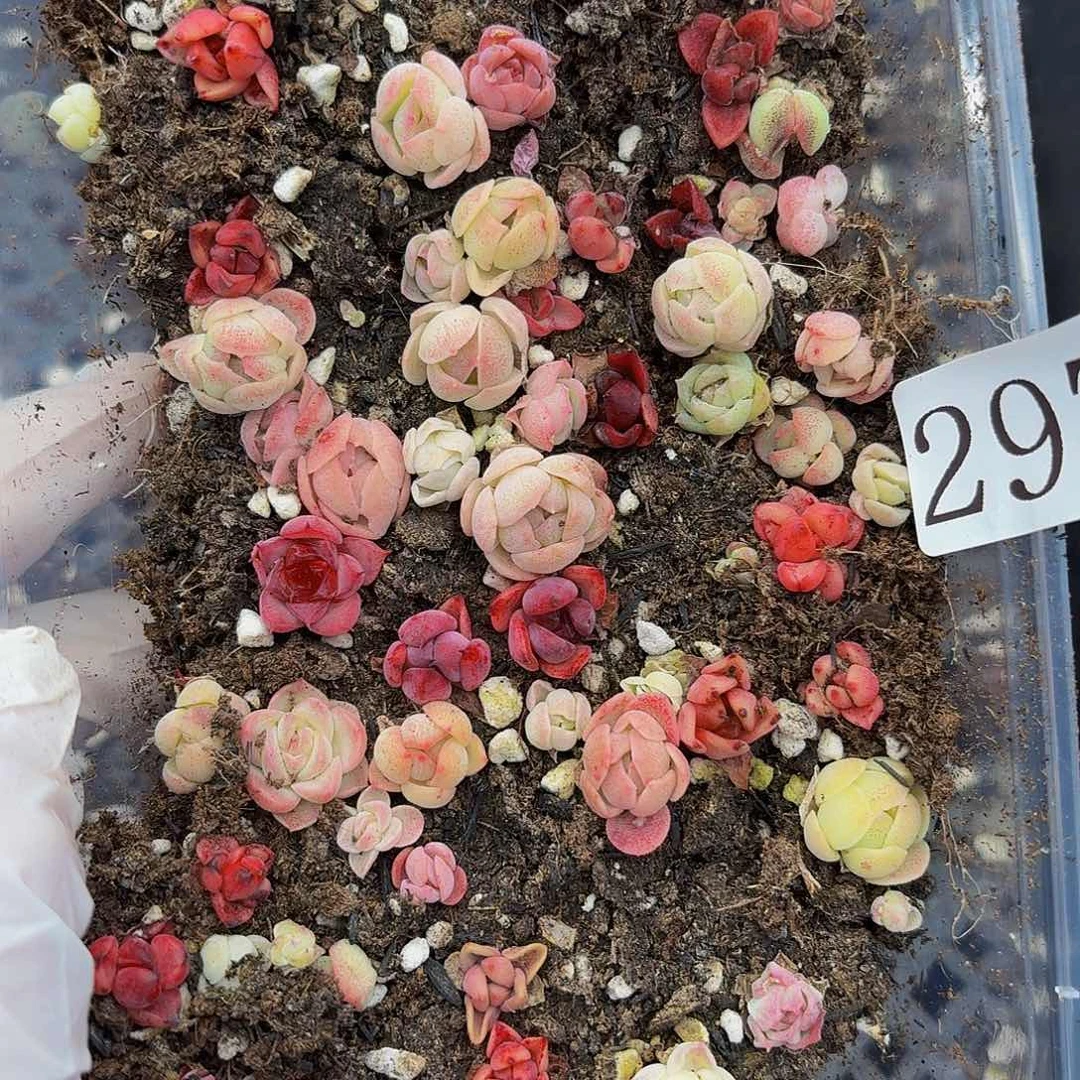 多肉植物多肉植物297