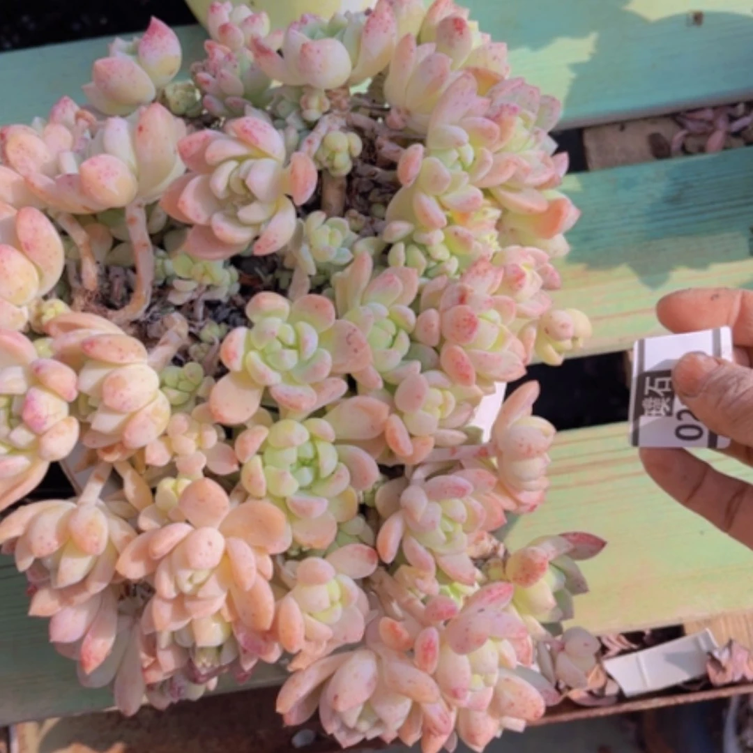 【闪购商品】桃酥02170