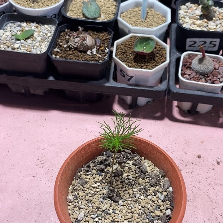 996单把头一雾冰玉块根