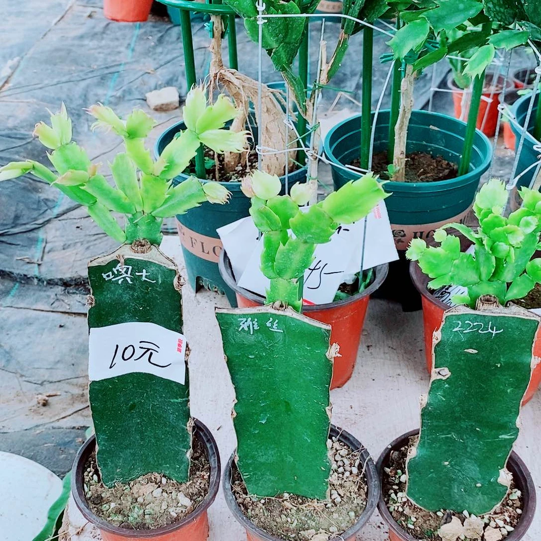 仙****无花朵叶片重瓣红紫黄橙大花送红黄紫