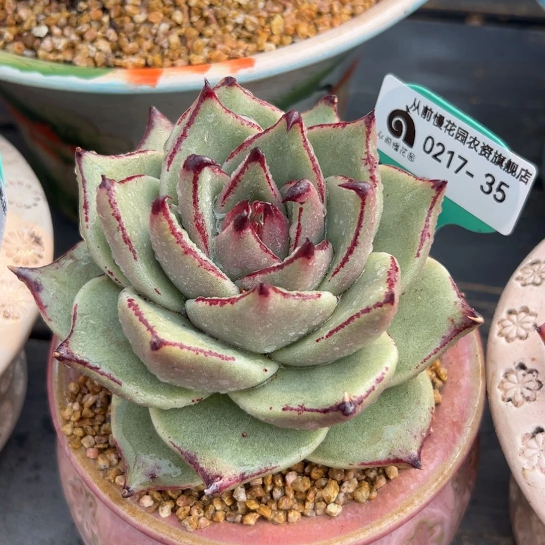 多肉一物一拍0217-35