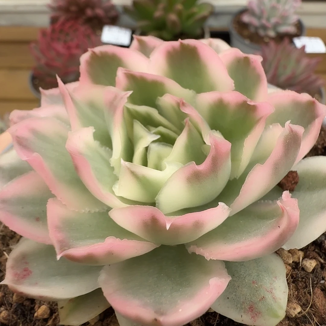 紫蝴蝶锦111103-135