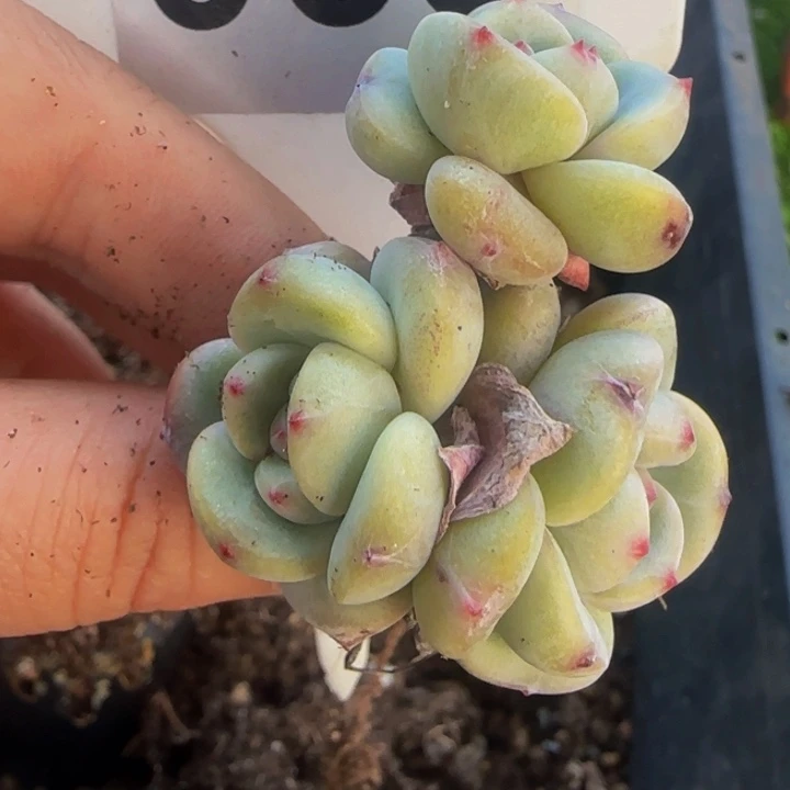 雨*063号一物一拍多肉