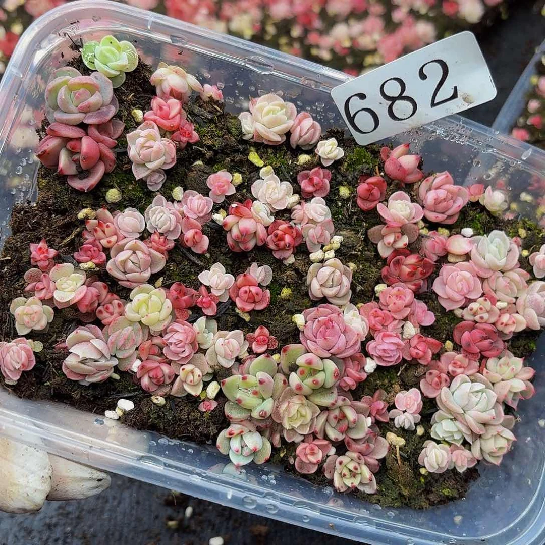 多肉植物多肉植物682