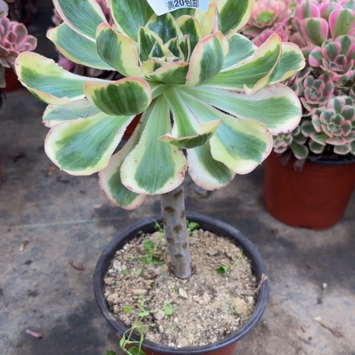 瑞妈多肉园艺848燕姿锦