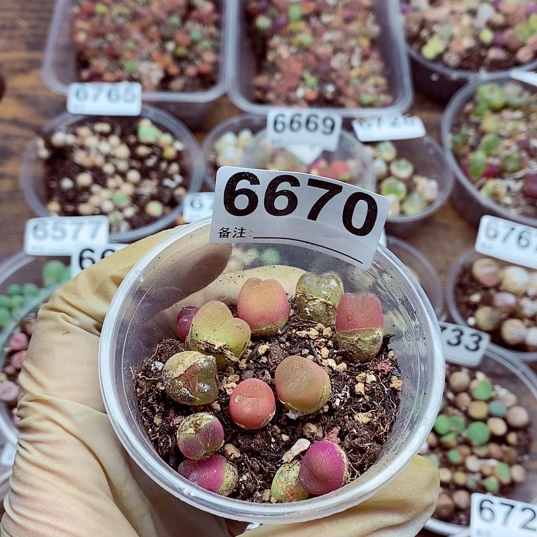 6670水蜜桃和桃红葡萄