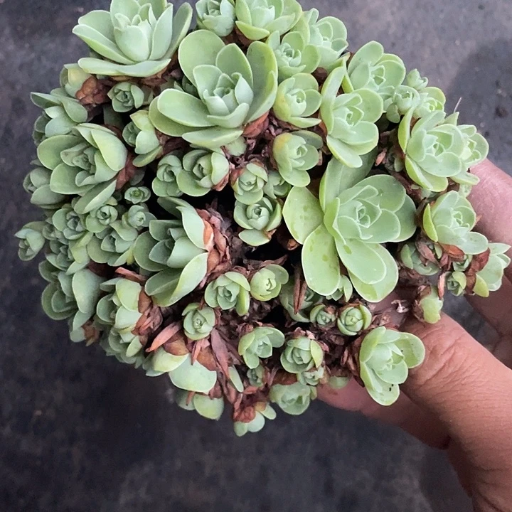 维***斯黄金山地玫瑰带盆