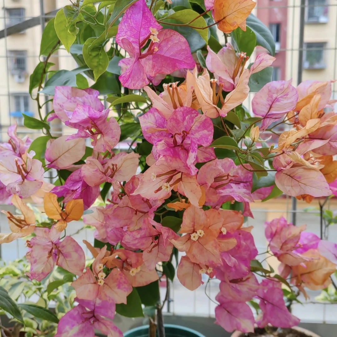 随机品种嫁接老桩