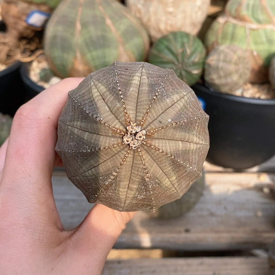 布纹球精品一物一拍