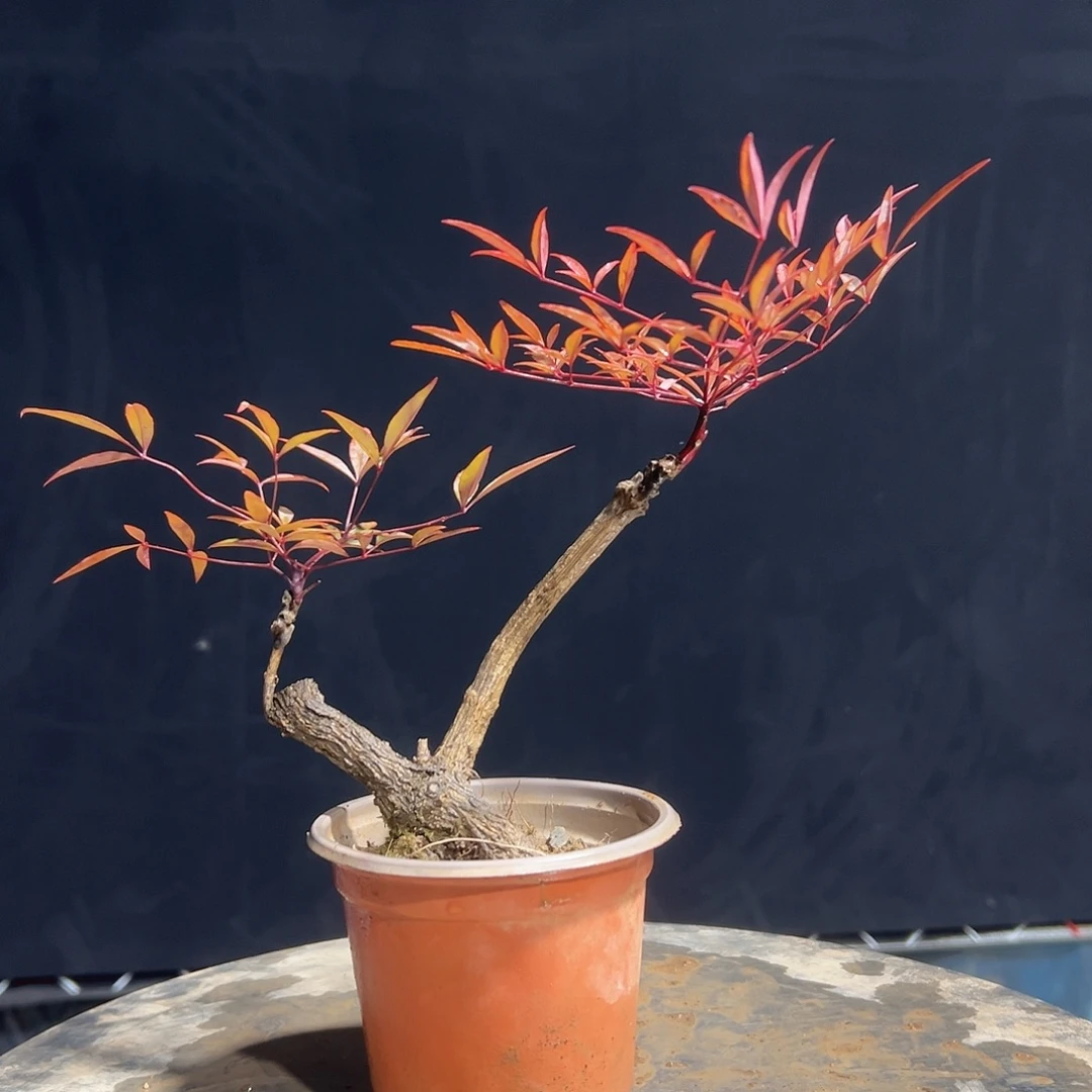 不开花植物0000009