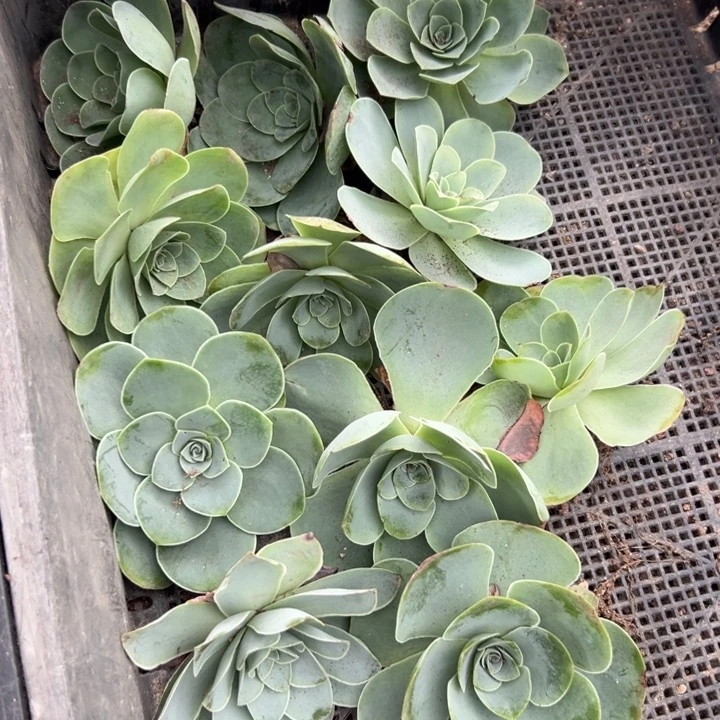 苗苗山地玫瑰多肉11颗