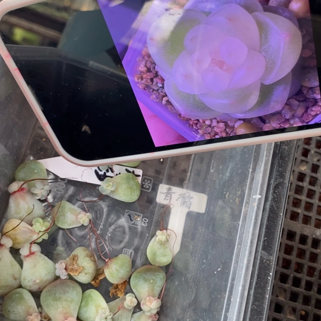 梦莎珍妮芽苗一个