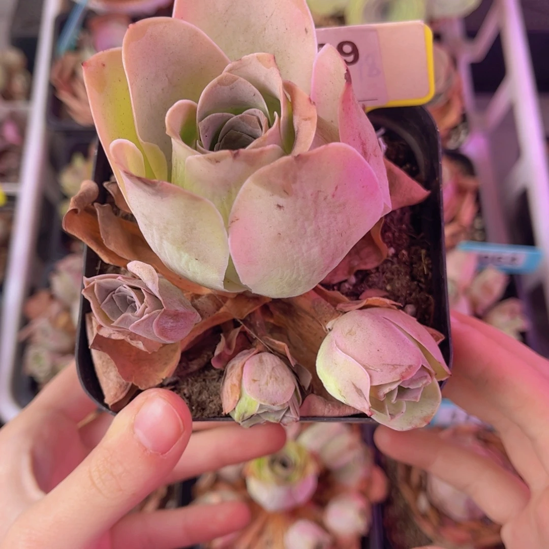 单品一物一拍289号