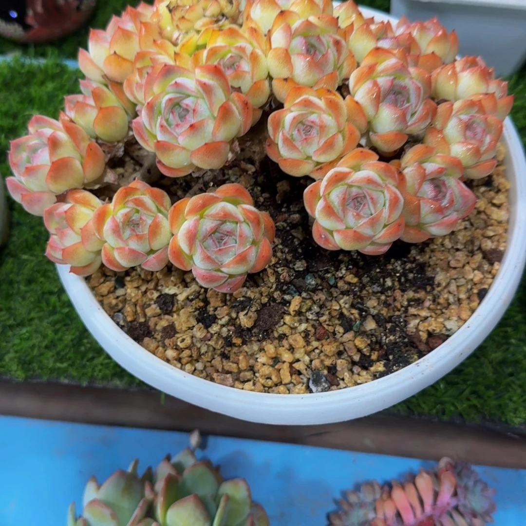 朝***暮莎莎多肉植物一颗