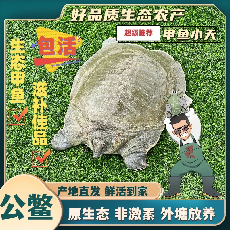 外塘放养生态甲鱼鲜活公甲鱼青背水鱼顺丰发货到家噶了包赔