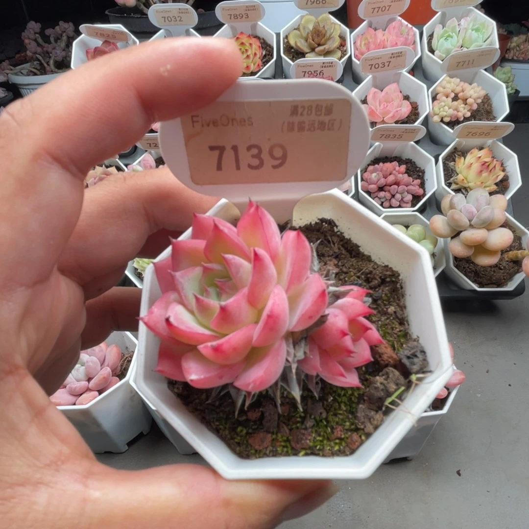 7139粉色恋人4.0厘米