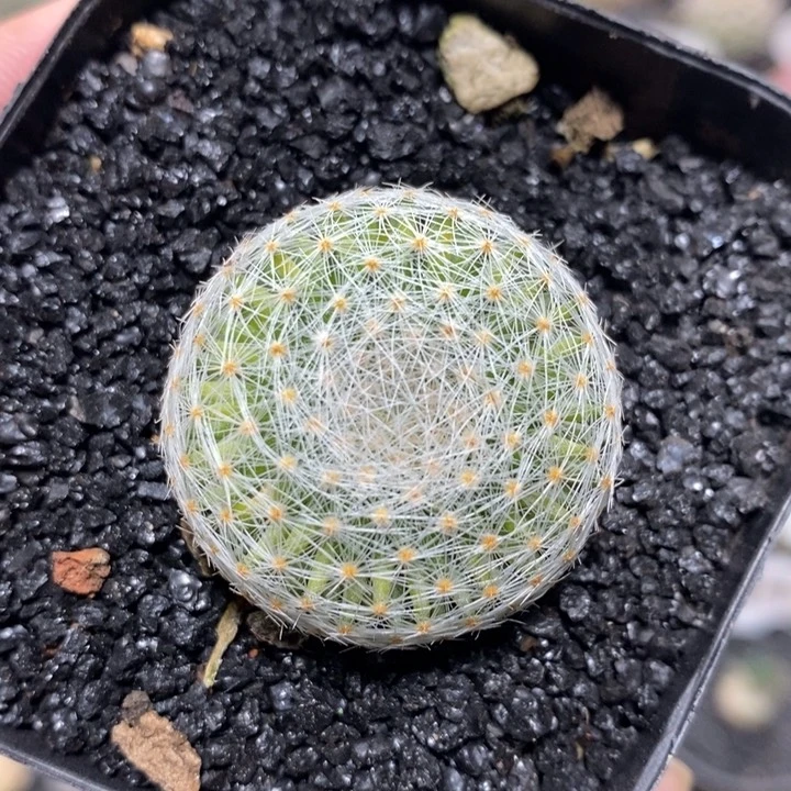 实生白娟丸854号3.3cm