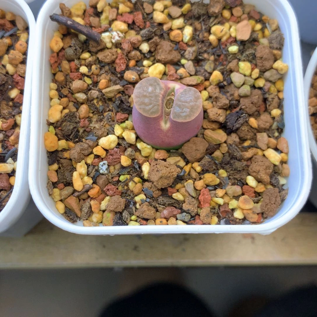 糖****豆豆豆专拍 肉锥植物