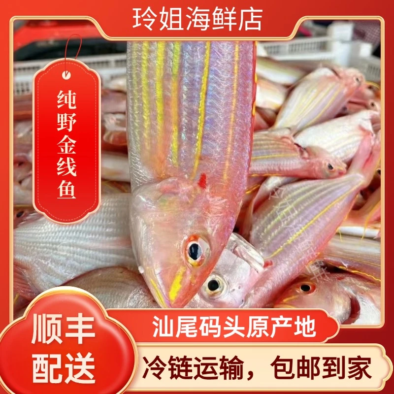 海钓金线鱼（金丝鱼）汕尾港码头现货冷链发货 不新鲜包赔冷链配送
