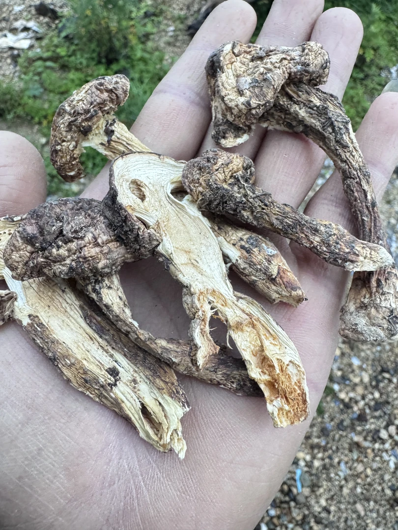 云南高山特产 野生带皮松茸 手工切片煲汤食材