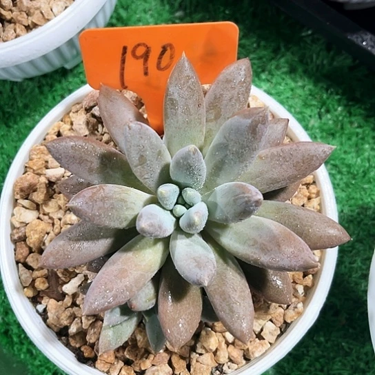 哥特190号码牌子的话题