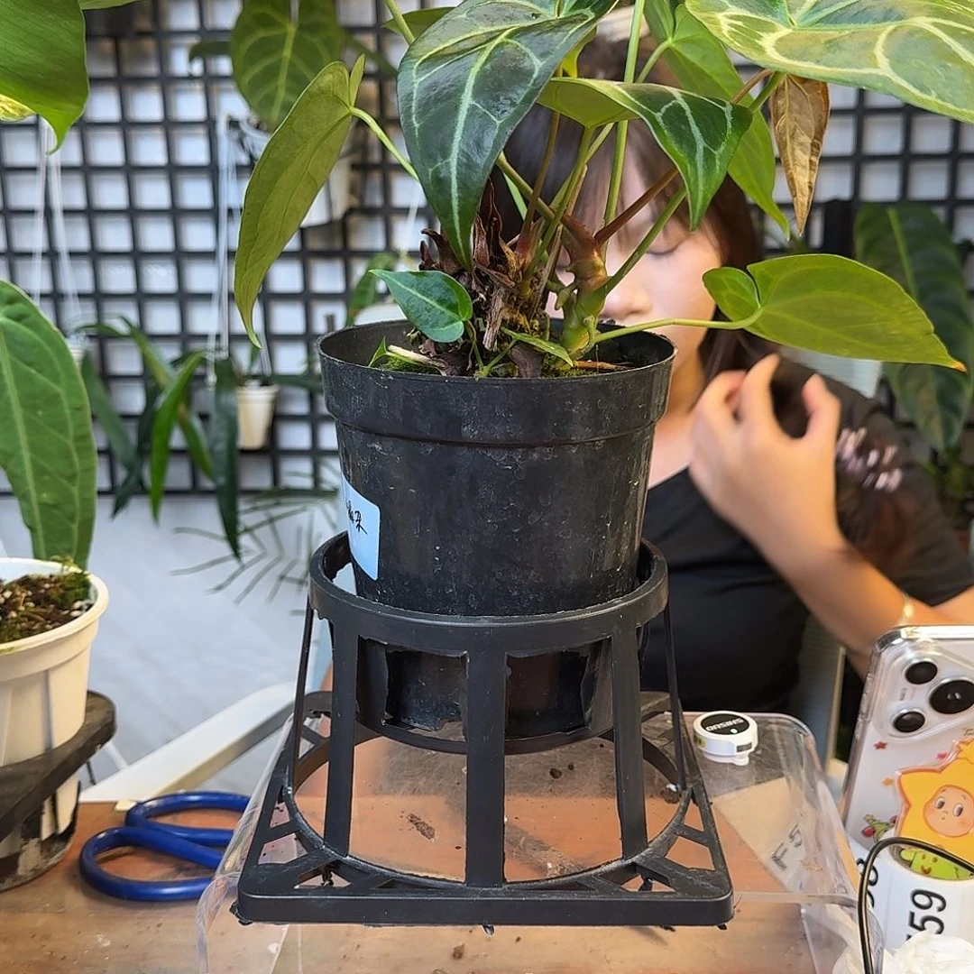 无花朵绿一物一拍F55