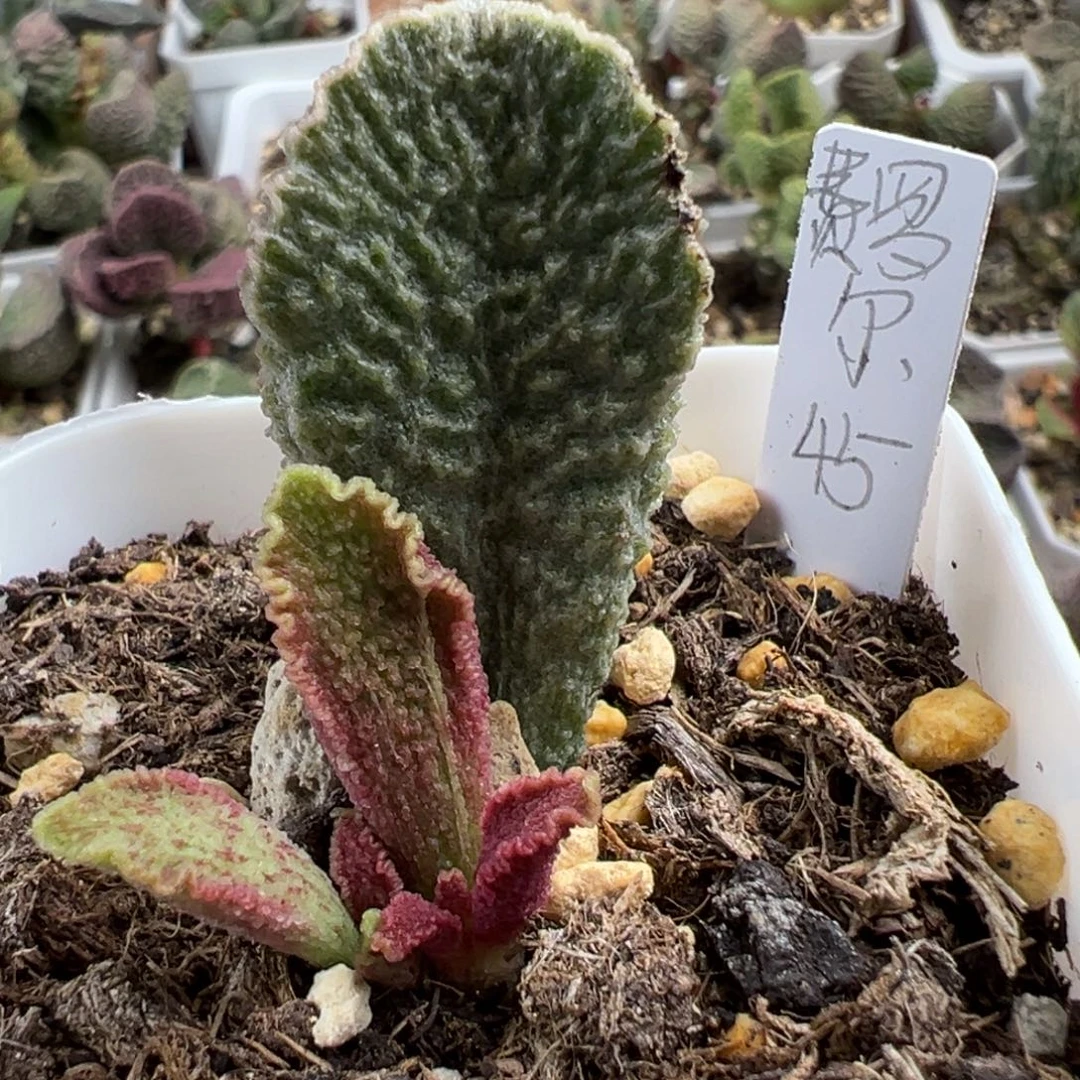 费罗尔大苗多肉植物水泡