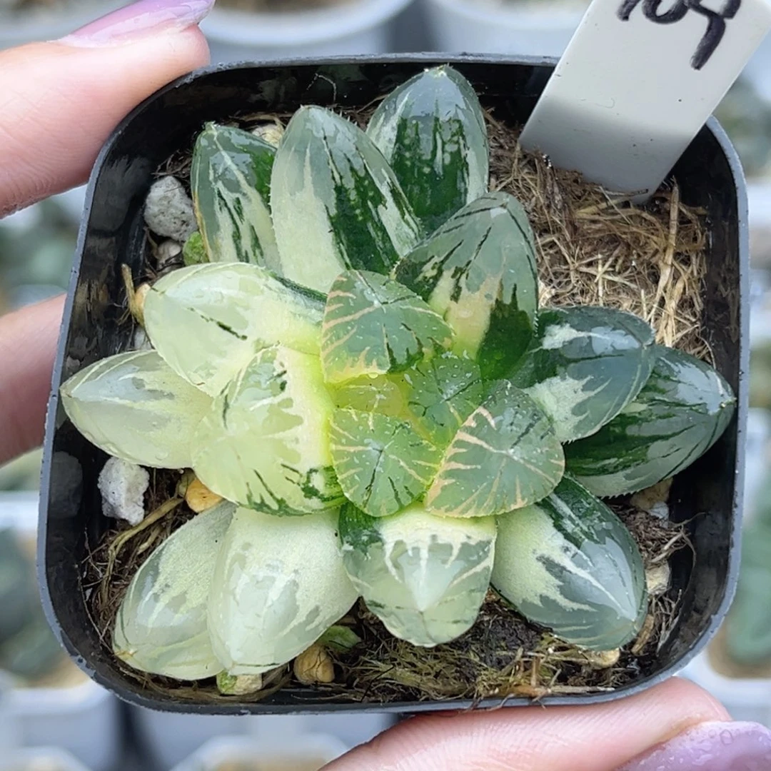 109龙爪玉露锦福利专场