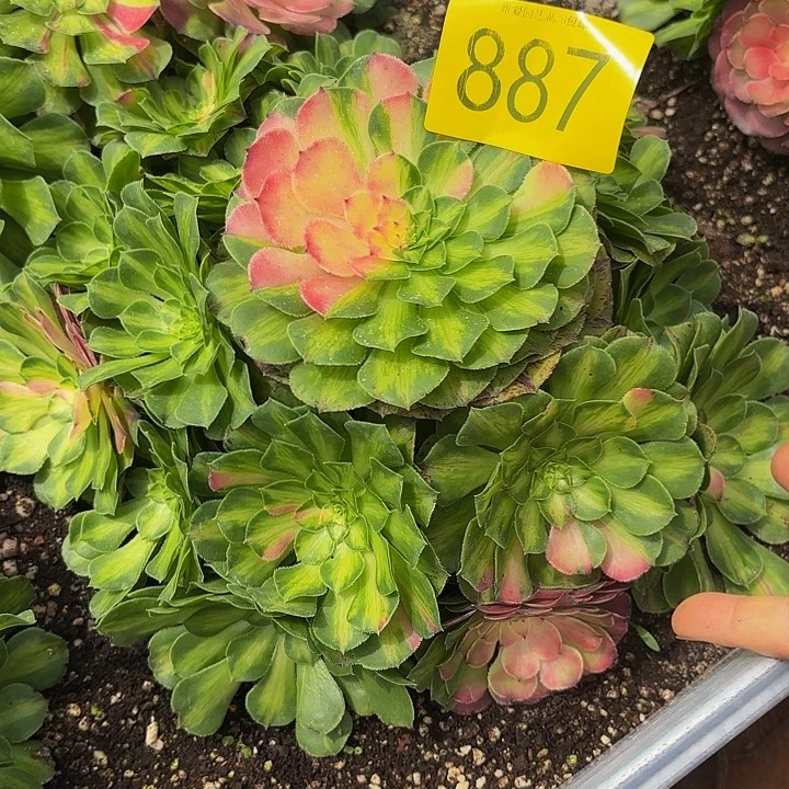 多肉植物福利来887个