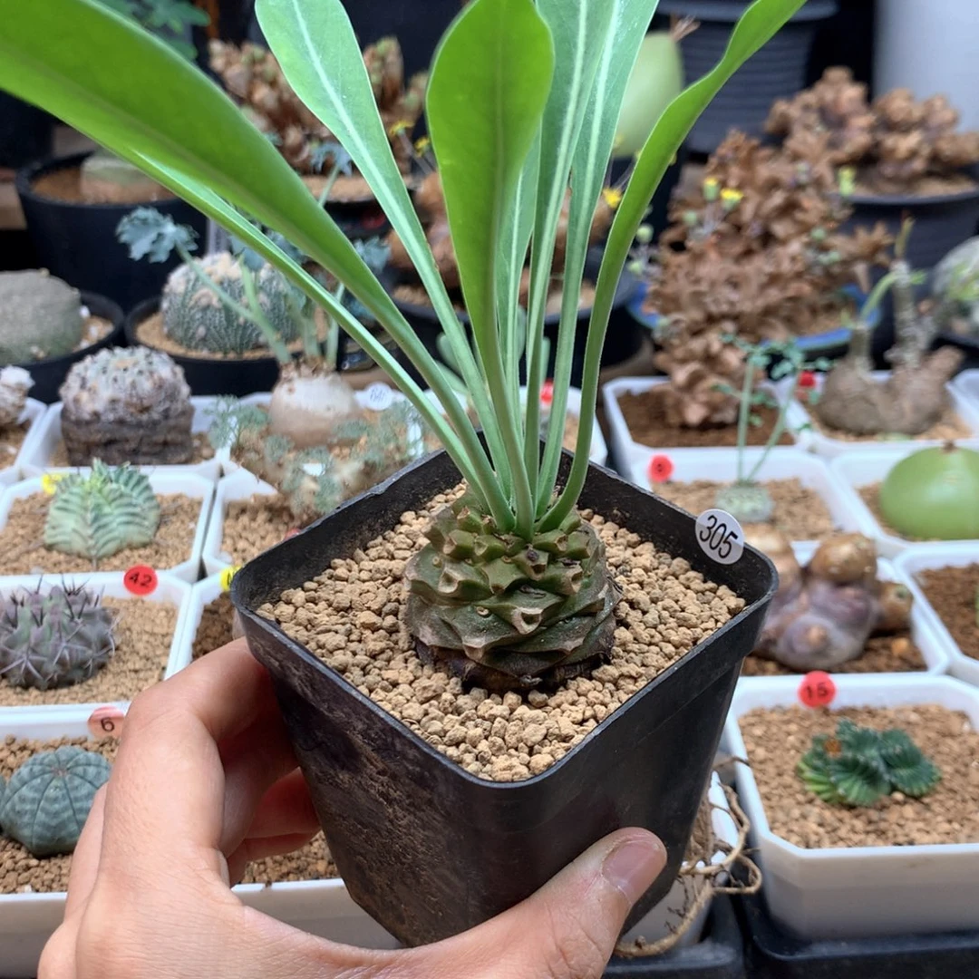 铁甲丸带盆实生3.5cm