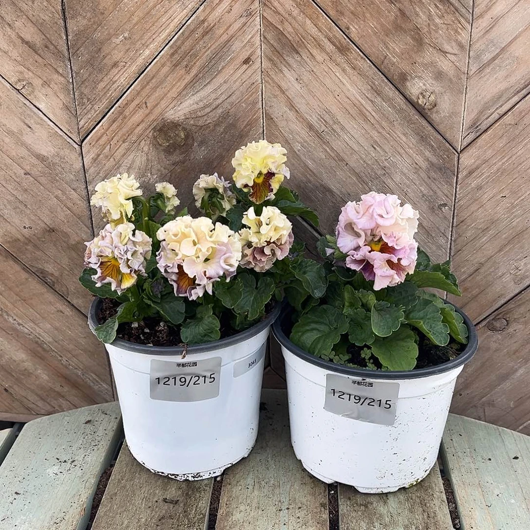 完全开放1219/215