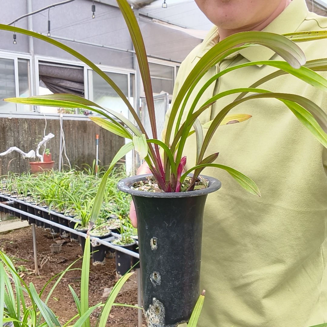 朽***雕无花朵建兰红草红荷