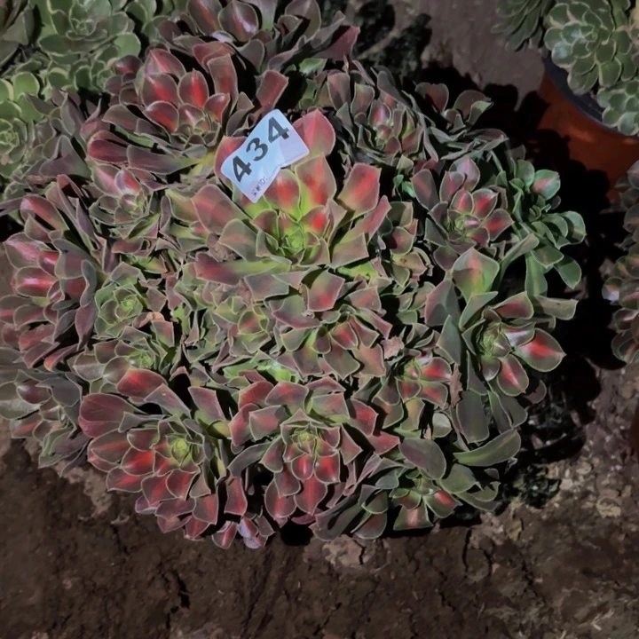 434妖月多肉植物不售后中班