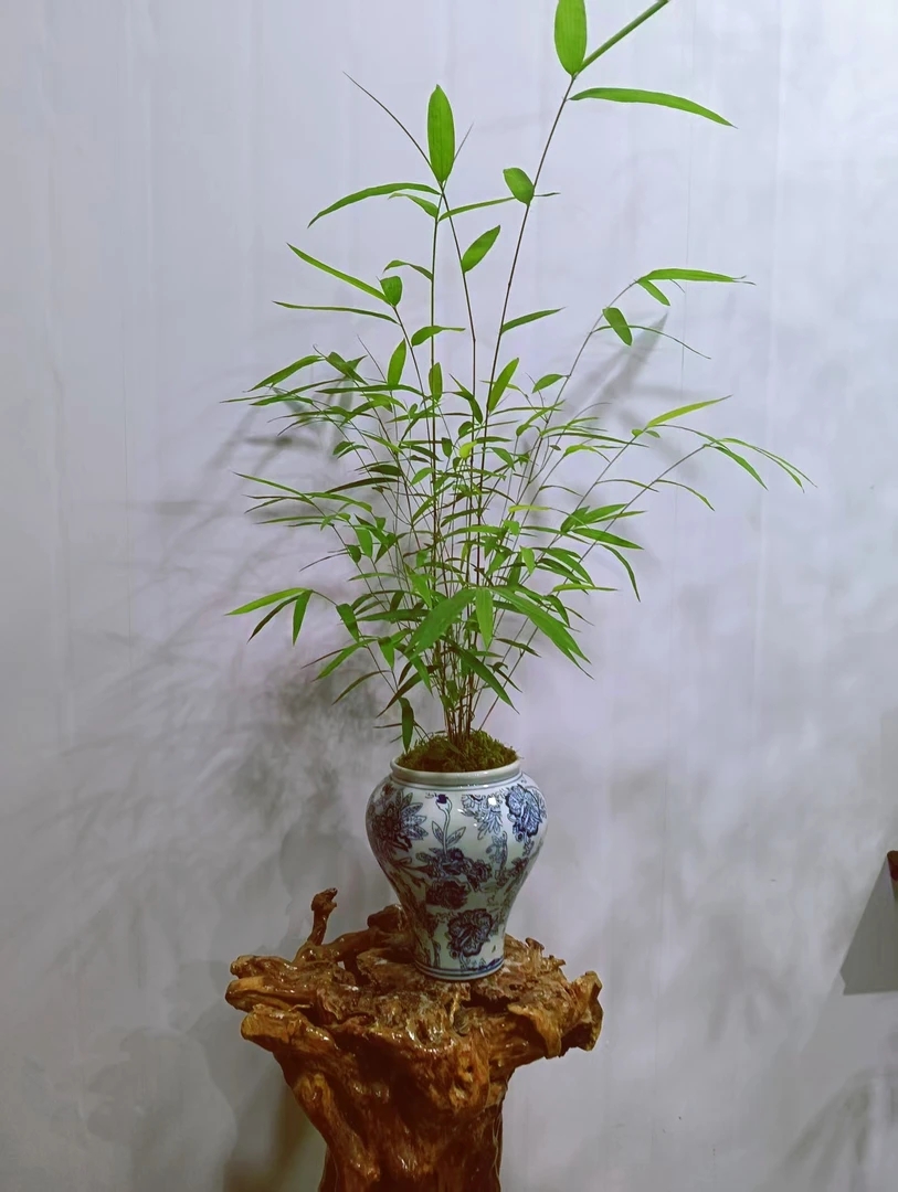内门竹盆景，带盆发货
