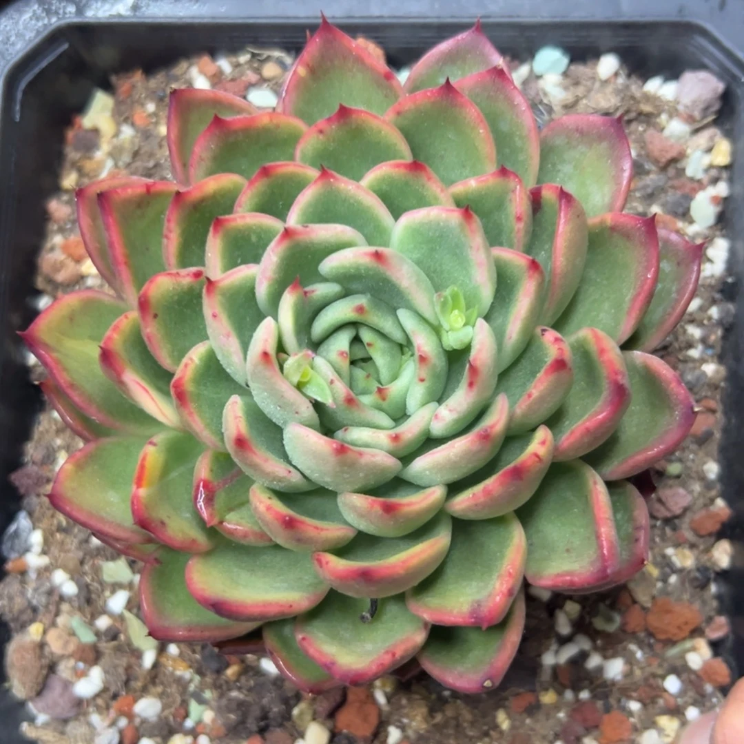 多肉植物一物一拍（32号）