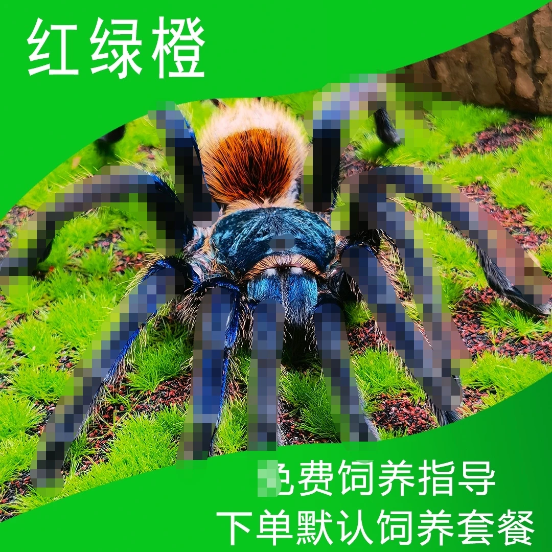 新手入门便宜好养红绿橙宠物蜘蛛好养（默认包含饲养套餐）