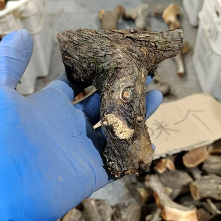 风***梦香榧木崖柏随行毛料毛料毛料