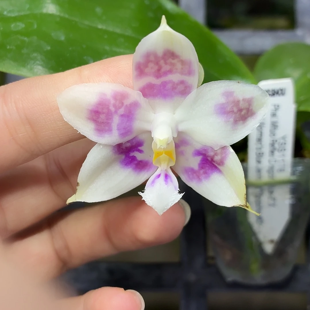 当前无花朵，栽培后可花朵A1586