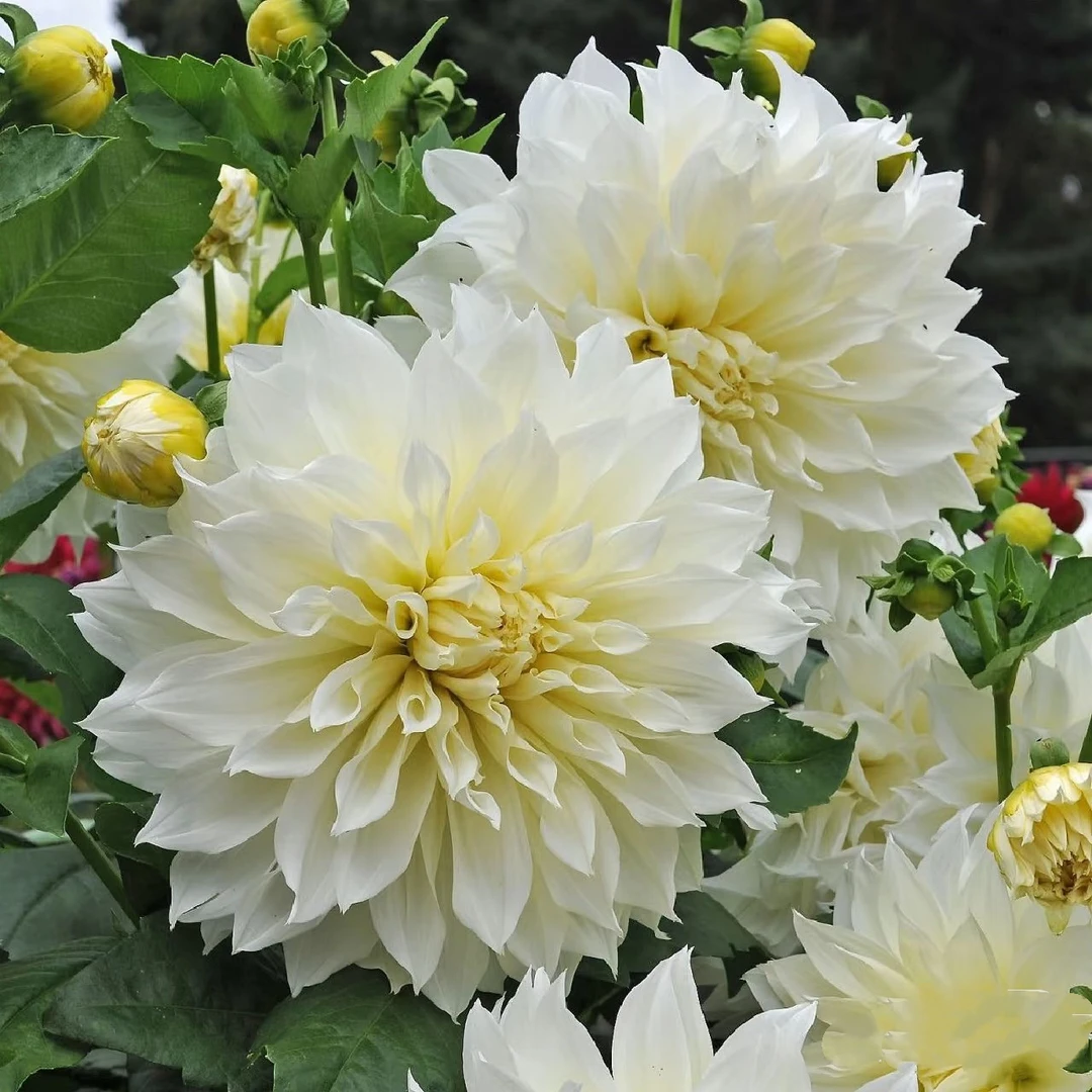 【佛罗/弗卢雷勒】进口多年生重瓣大丽花种球盆栽地栽送肥料