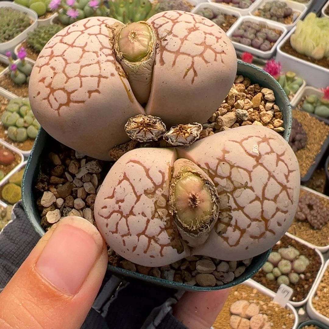 851多肉植物种类多样