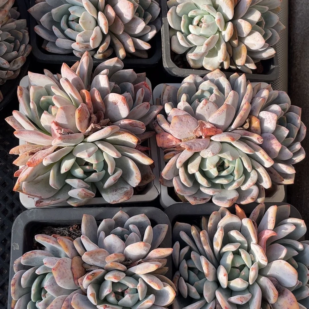 六盆石榴子星影群生