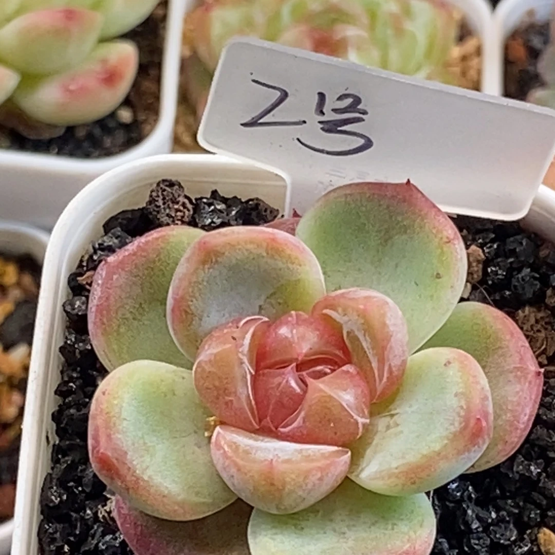 天官赐福百无禁忌