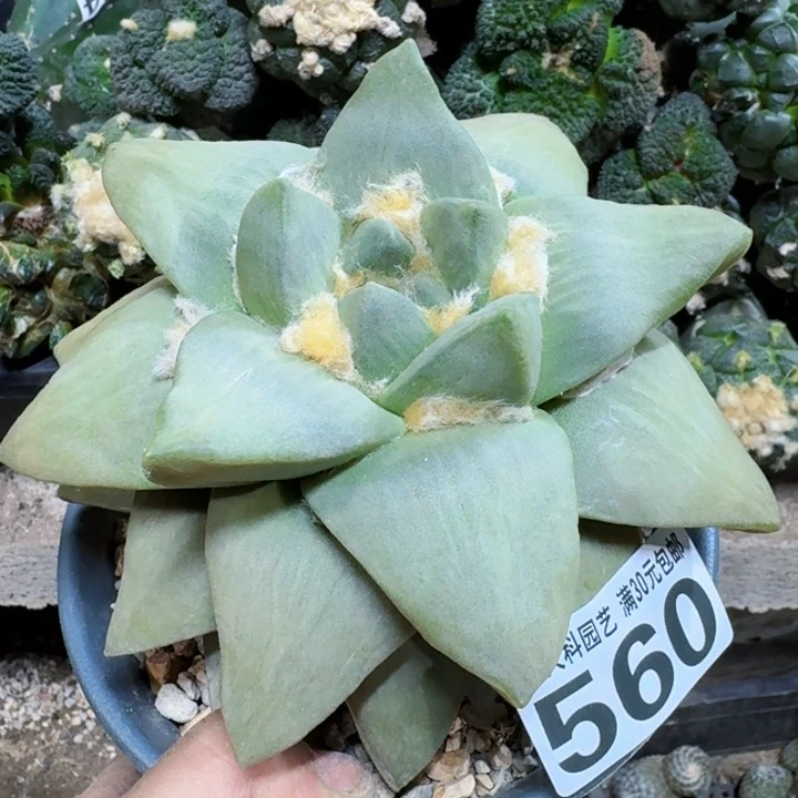天****吧福利实生大玉牡丹560