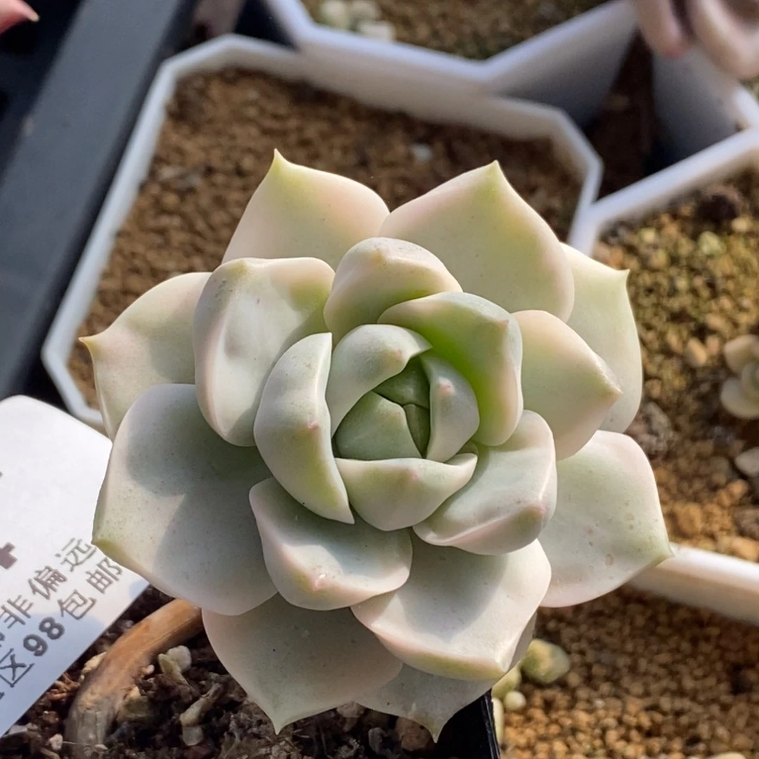 724白牡丹锦单头带根