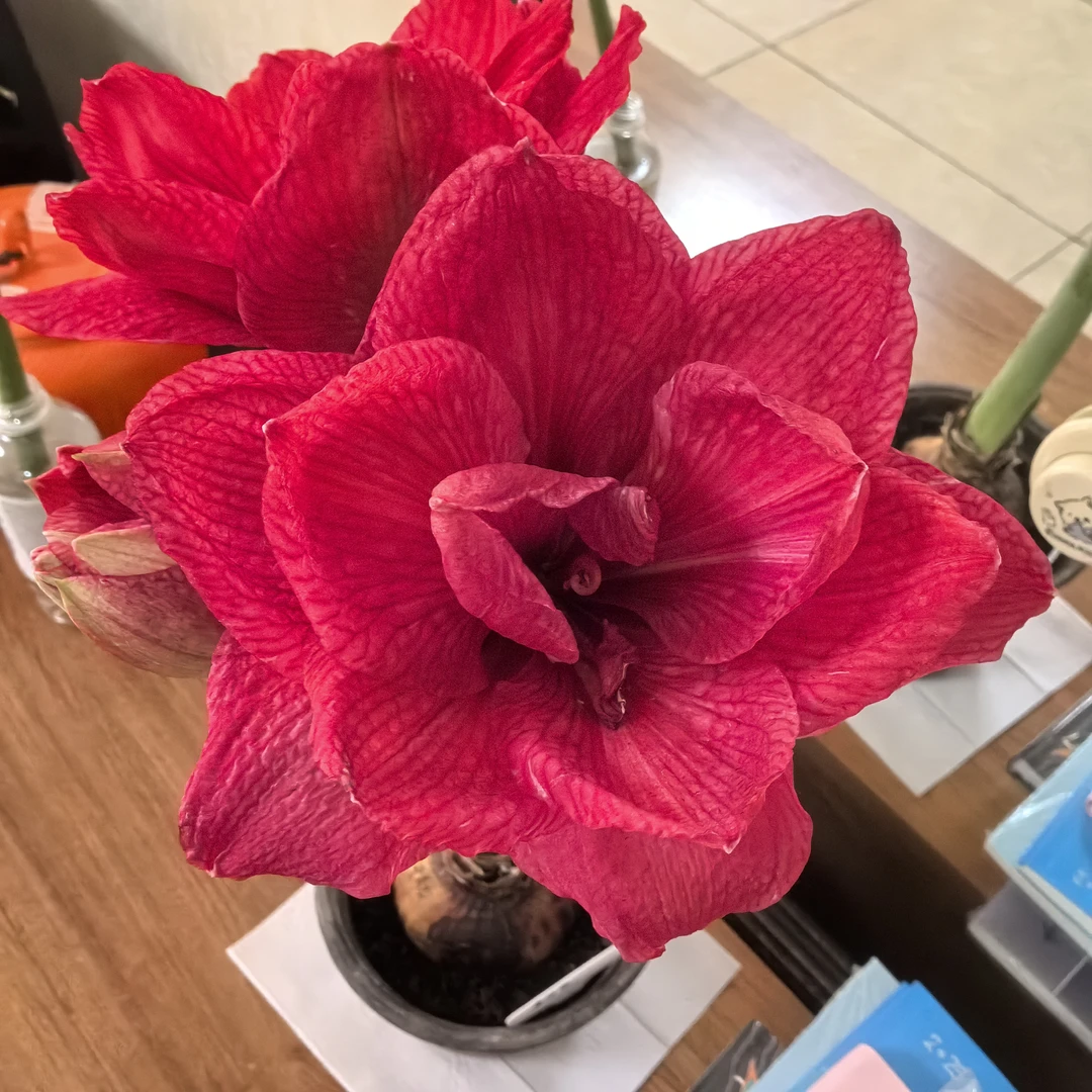 粉色交响曲朱顶红切球苗，3苗/组，1厘米/苗