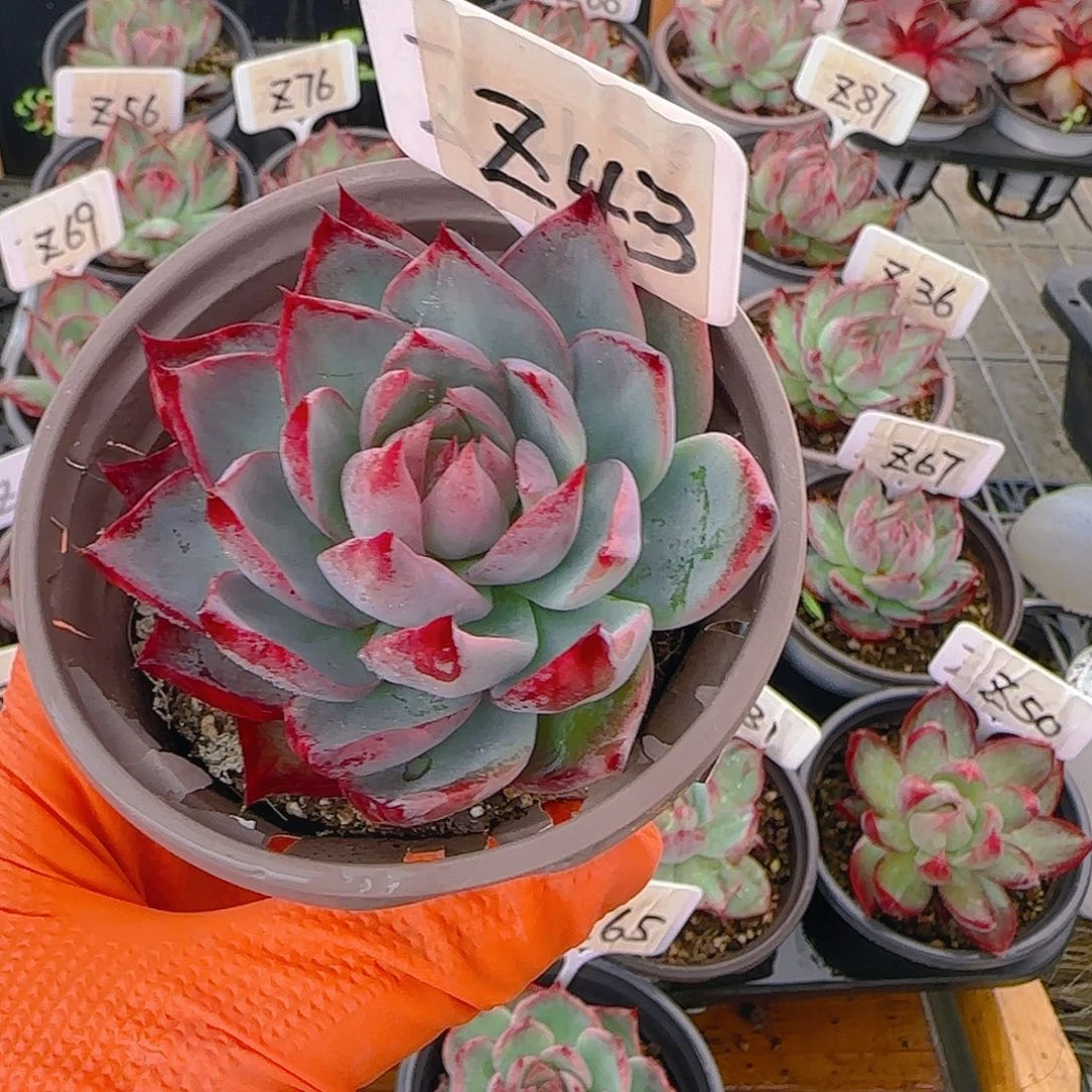 小*Z43 惊鸿多肉植物