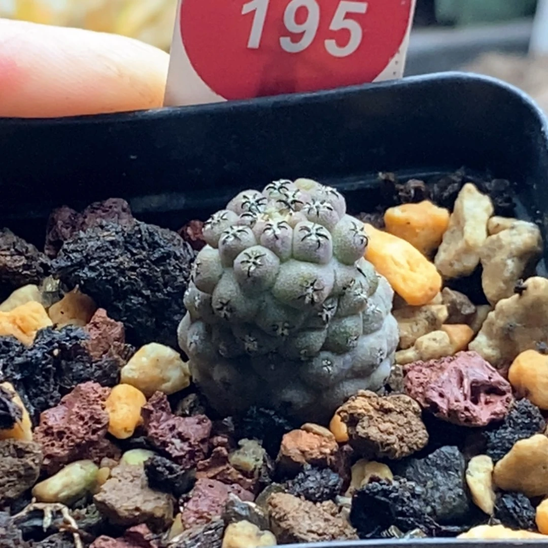 实生白肌豹头1.7cm