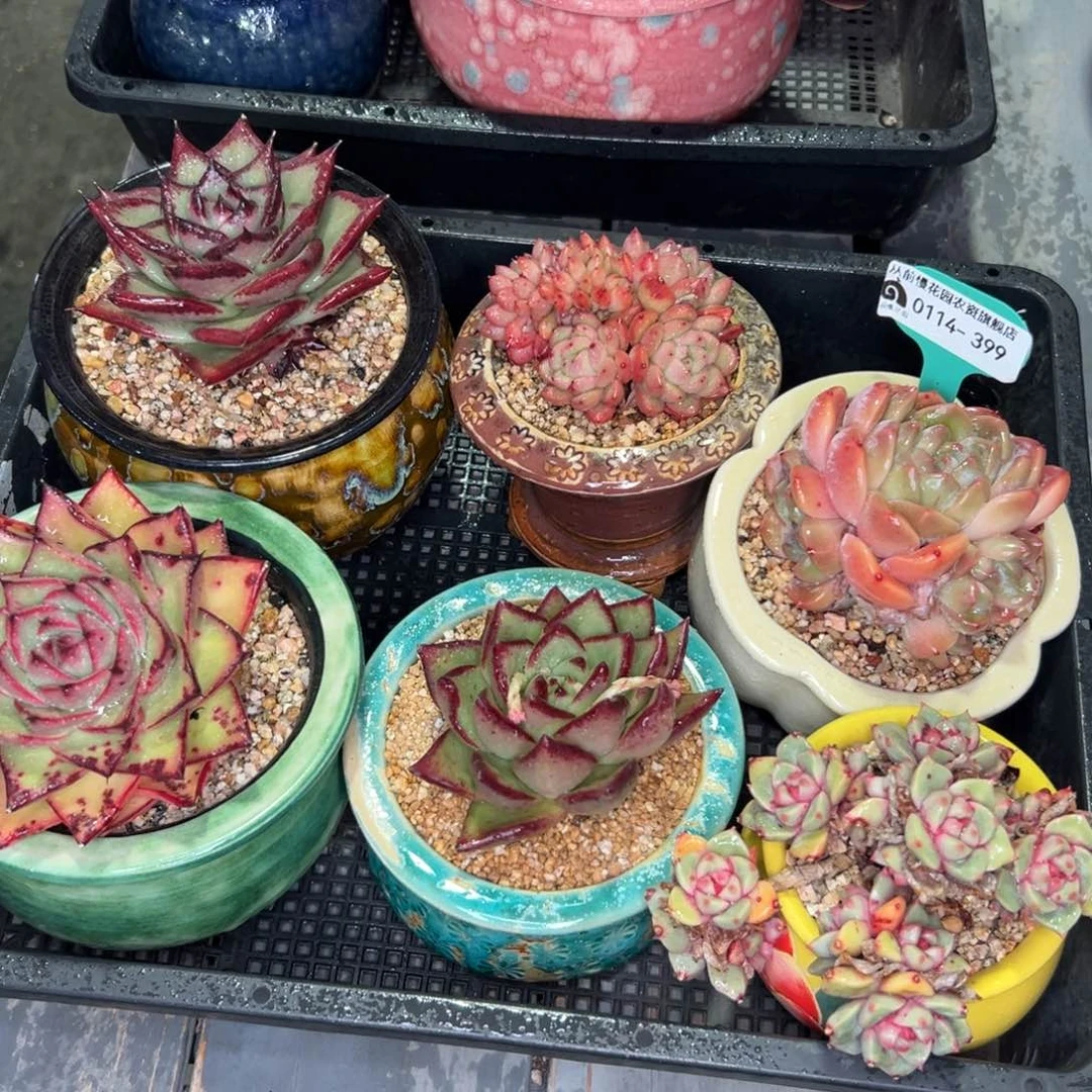 多肉精选编号0114.399