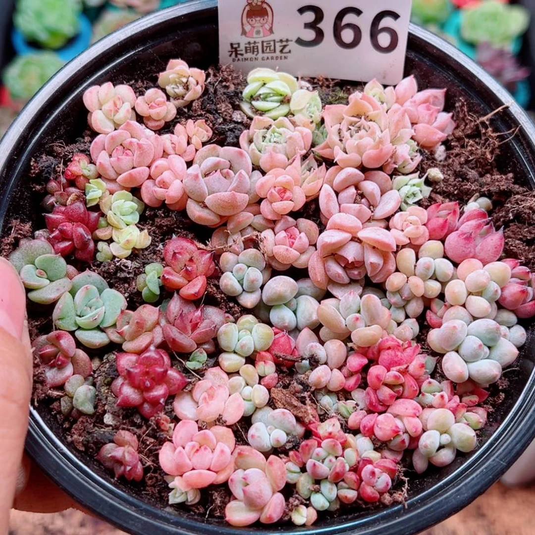 多肉植物多肉植物