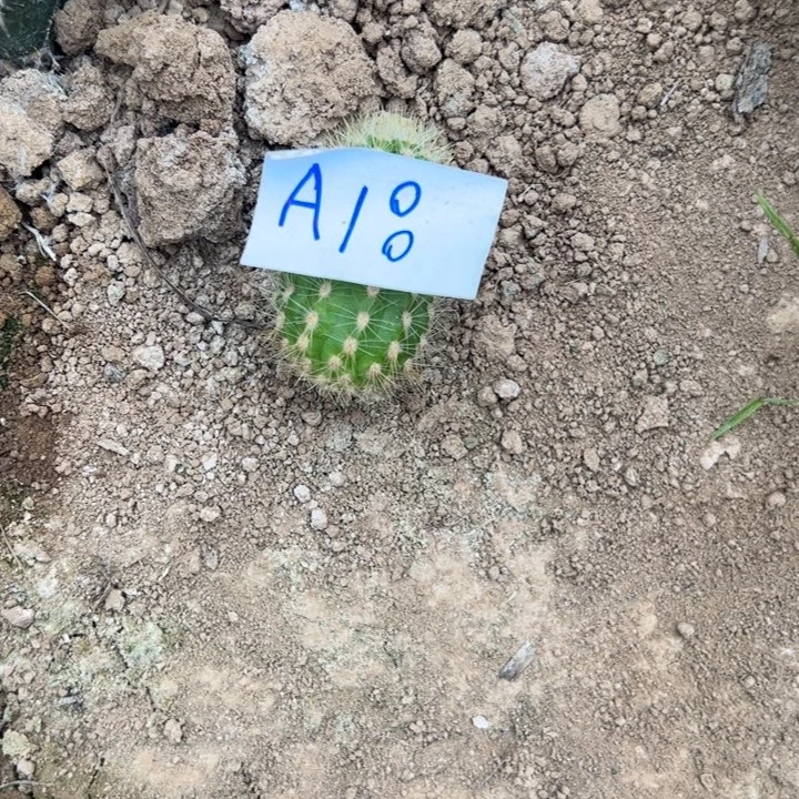 芝***华A18金妞娜尔海姆侧芽6////